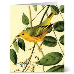 Hot The Met Store Audubon Birds Notecards