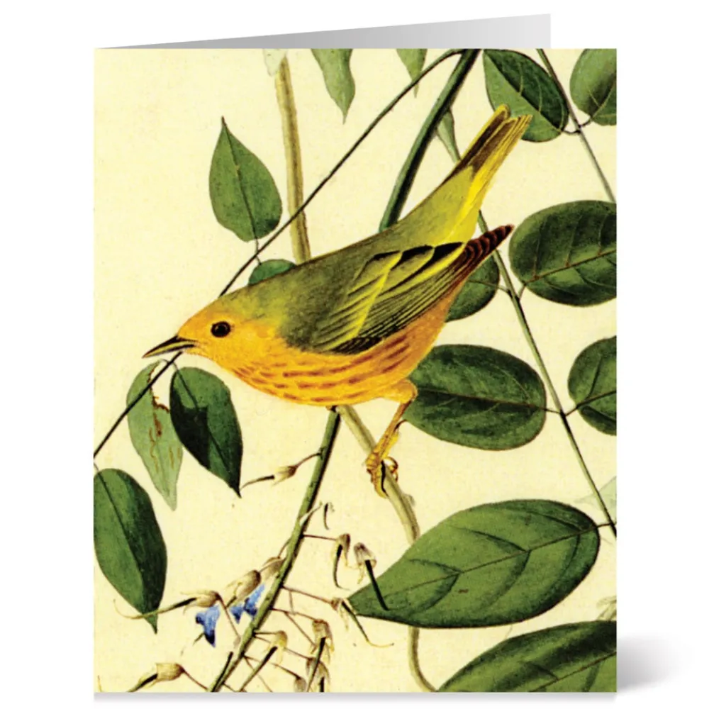 Hot The Met Store Audubon Birds Notecards