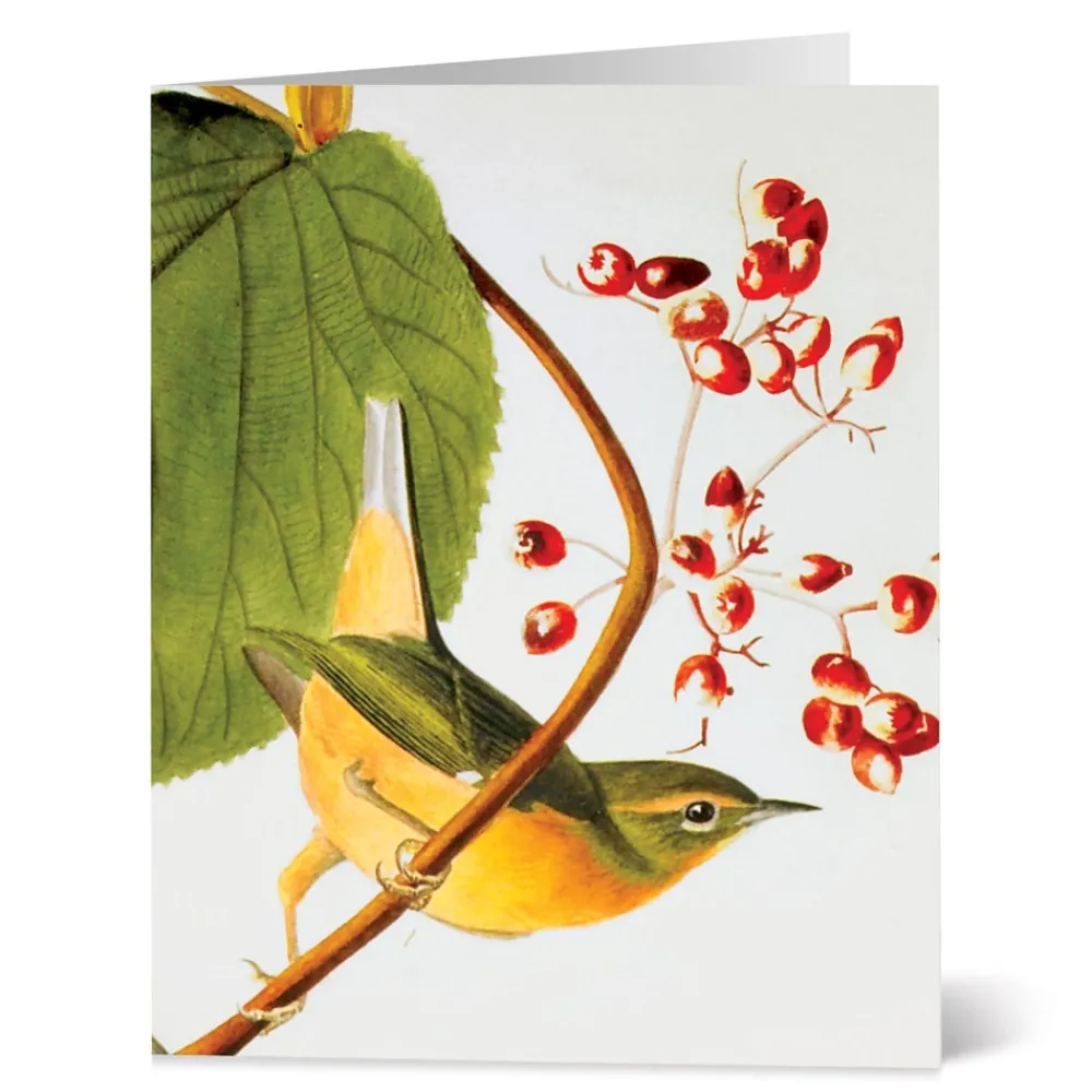 Hot The Met Store Audubon Birds Notecards
