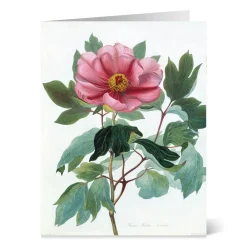 Outlet The Met Store Botanical Illustrations Notecards