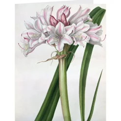 Outlet The Met Store Botanical Illustrations Notecards